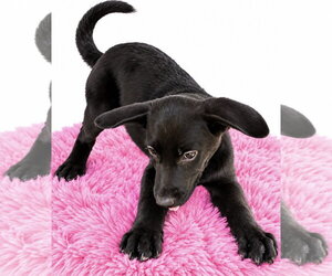 Trick Boo ~ meet me! - Female Shepradors Dog for Adoption - Photo #2