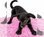 Small Photo #2 Shepradors Puppy For Sale in Southbury, CT, USA