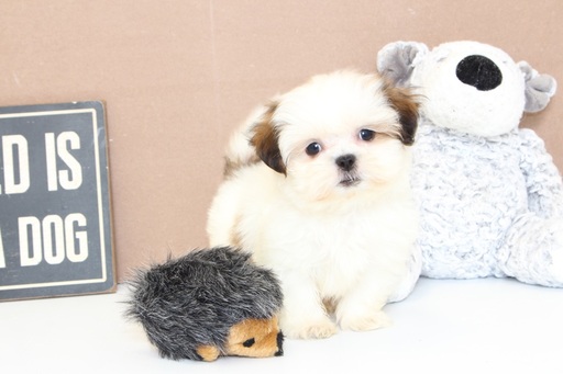 Medium Photo #1 Mal-Shi Puppy For Sale in NAPLES, FL, USA