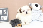 Small Photo #1 Mal-Shi Puppy For Sale in NAPLES, FL, USA