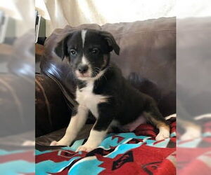 Border Collie-Unknown Mix Dogs for adoption in Winter Park, CO, USA