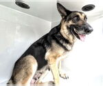 Small #1 German Shepherd Dog