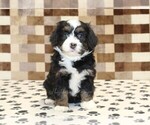 Small #2 Bernedoodle (Miniature)