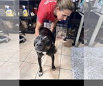 Small #1 Mutt