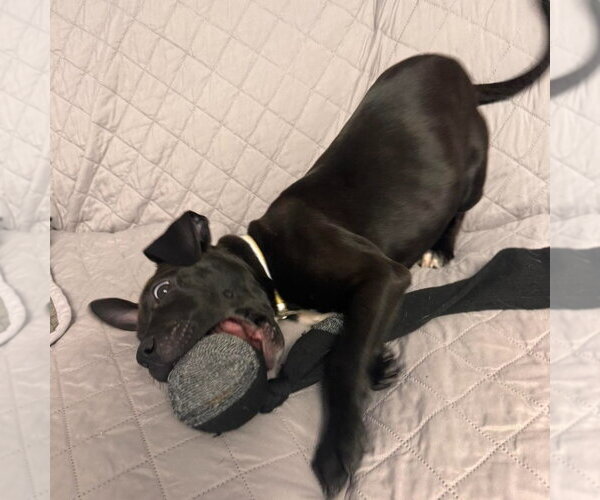 Medium Photo #2 American Bulldog-Unknown Mix Puppy For Sale in Muskegon, MI, USA