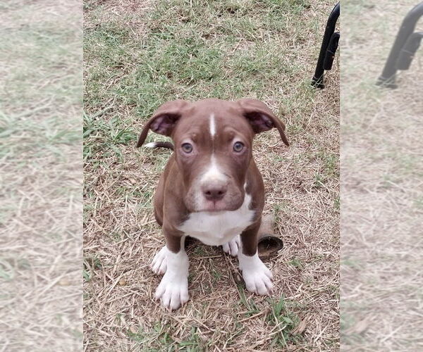 Medium Photo #3 Boxer-Unknown Mix Puppy For Sale in Mooresville, NC, USA