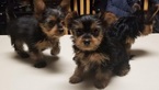Small Photo #8 Yorkshire Terrier Puppy For Sale in SUWANEE, GA, USA