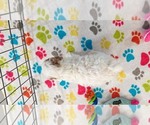 Small #4 Cavapoo (Miniature)-Poodle (Toy) Mix