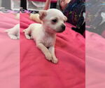 Small Photo #10 Chihuahua-Unknown Mix Puppy For Sale in San Francisco, CA, USA