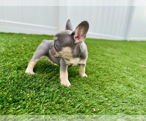 French Bulldog Puppy for sale in CORAL SPRINGS, FL, USA