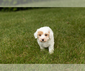 Aussiedoodle Miniature -Poodle (Miniature) Mix Puppy for sale in MILFORD, IN, USA