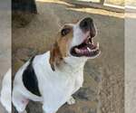Small #5 Treeing Walker Coonhound Mix