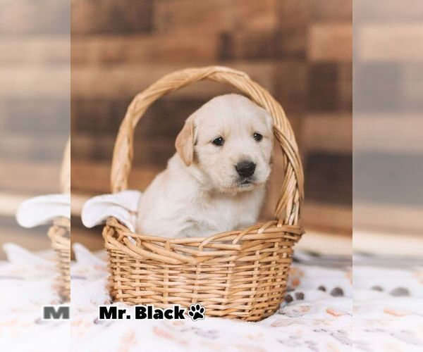 Medium Photo #4 Golden Retriever Puppy For Sale in VERONA, KY, USA