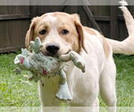 Small #3 Great Pyrenees-Retriever  Mix
