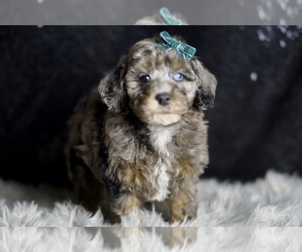 Medium Photo #113 Poodle (Toy) Puppy For Sale in WARSAW, IN, USA