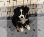 Image preview for Ad Listing. Nickname: Little man