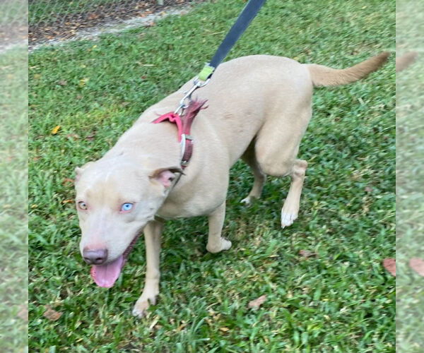 Medium Photo #3 Labrador Retriever-Unknown Mix Puppy For Sale in Canton, CT, USA