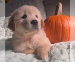 Puppy Pink girl Golden Retriever