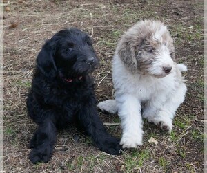 Labradoodle Puppy for Sale in BOZEMAN, Montana USA