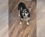 Small #6 Chihuahua