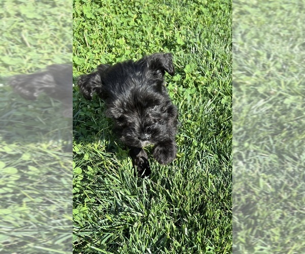 Medium Photo #7 Schnauzer (Miniature) Puppy For Sale in WALNUT COVE, NC, USA