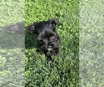 Small #6 Schnauzer (Miniature)