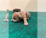 Small Photo #3 English Bulldog Puppy For Sale in NASHVILLE, TN, USA