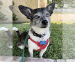 Small #4 Chihuahua Mix