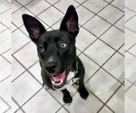Small #30 American Pit Bull Terrier-Border Collie Mix