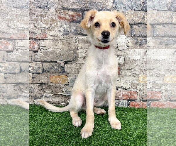 Medium Photo #1 Maltese-Unknown Mix Puppy For Sale in Corona, CA, USA