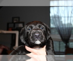Small Photo #3 Labrador Retriever Puppy For Sale in LOVELADY, TX, USA