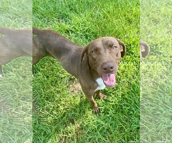 Medium Photo #2 Labrador Retriever-Unknown Mix Puppy For Sale in Eastman, GA, USA