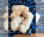 Small Photo #12 Coton de Tulear Puppy For Sale in HUNTINGTN BCH, CA, USA