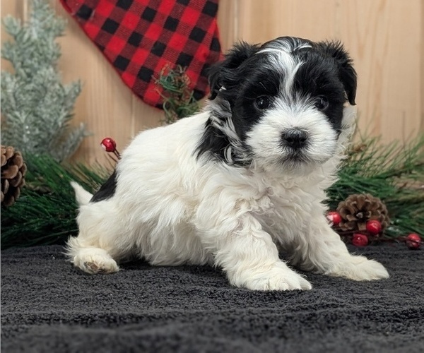Medium Photo #4 Havanese Puppy For Sale in GOSHEN, IN, USA