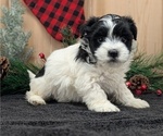 Small #3 Havanese