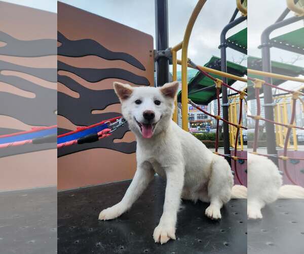 Medium Photo #2 Mutt Puppy For Sale in Agoura Hills, CA, USA