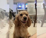 Small Cocker Spaniel