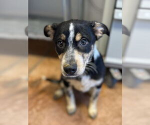 Border Collie-Unknown Mix Dogs for adoption in Bolivar, MO, USA
