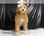 Puppy Ginny AKC Poodle (Miniature)