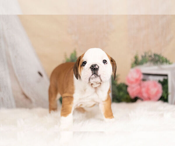 Medium Photo #1 English Bulldog Puppy For Sale in WARSAW, IN, USA