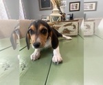 Small Photo #6 Beagle Puppy For Sale in HAZEL GREEN, AL, USA