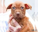 Small #2 Labrador Retriever-Retriever  Mix