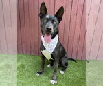 Small #1 American Pit Bull Terrier-American Staffordshire Terrier Mix