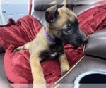 Small Photo #95 Belgian Malinois Puppy For Sale in REESEVILLE, WI, USA