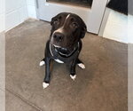 Small Labrador Retriever Mix