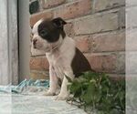 Small #3 Boston Terrier