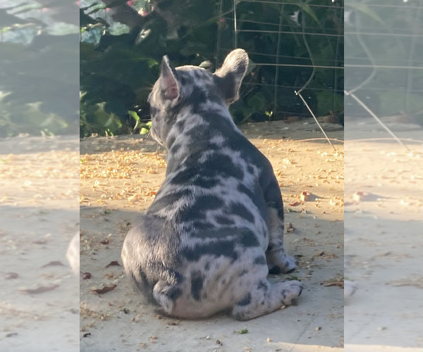 Medium Photo #20 French Bulldog Puppy For Sale in CITY INDUSTRY, CA, USA