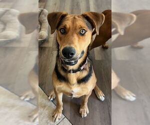 Labrador Retriever-Unknown Mix Dogs for adoption in Fallbrook, CA, USA