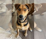 Small Labrador Retriever Mix