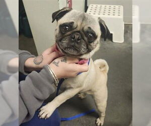 Pug Dogs for adoption in Santa Cruz, CA, USA